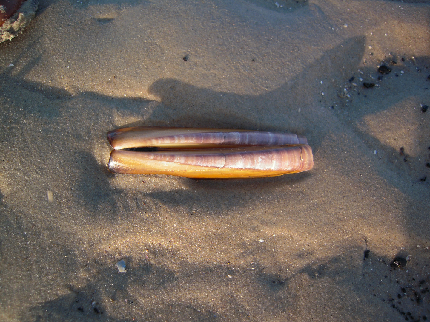 - Die Muschel - Am Oststrand auf Borkum