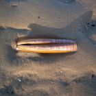 - Die Muschel - Am Oststrand auf Borkum