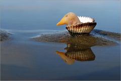 Die Muschel-Ente...