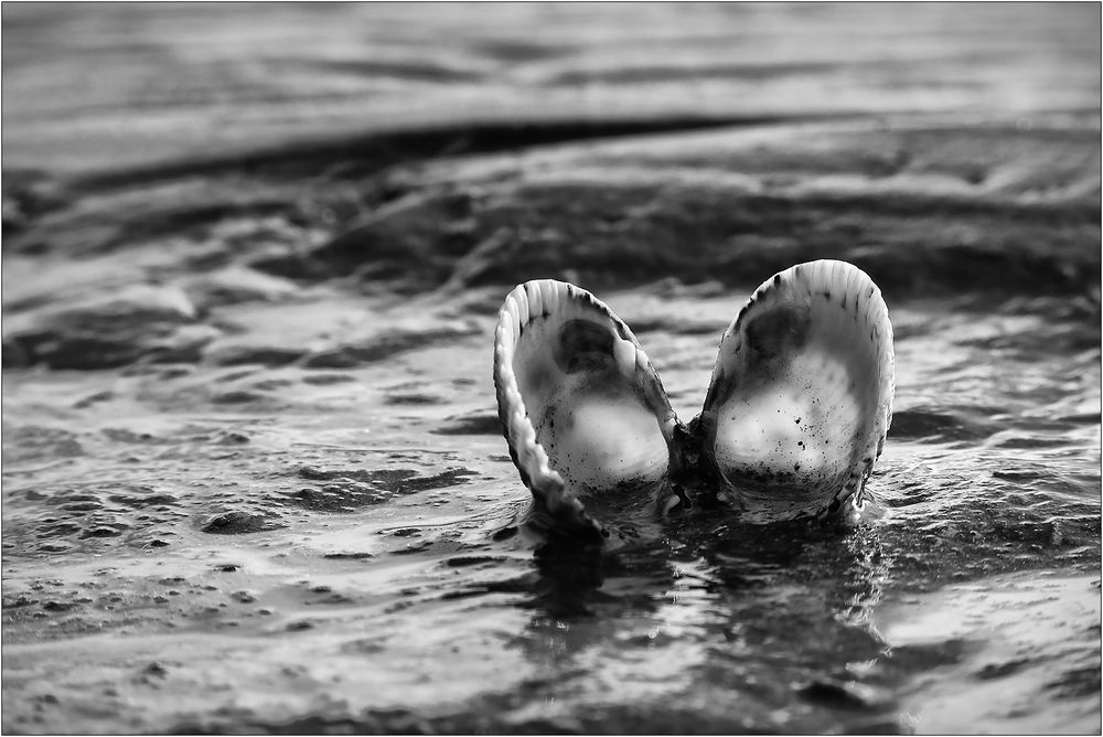 Die Muschel im Watt...