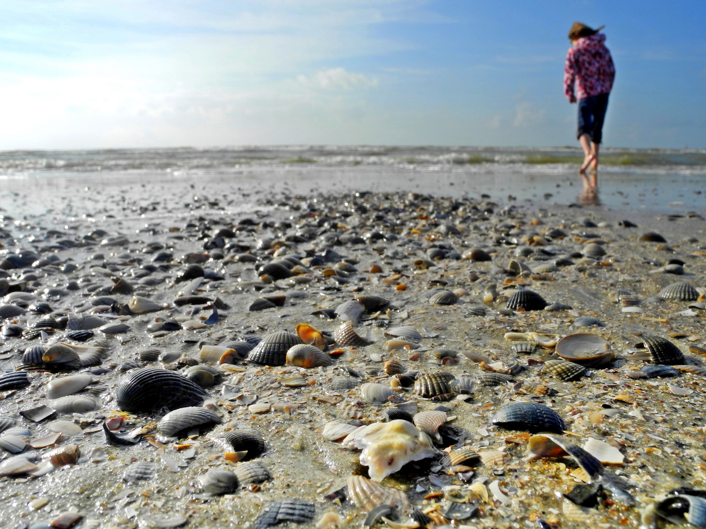 Die Muschelfinderin