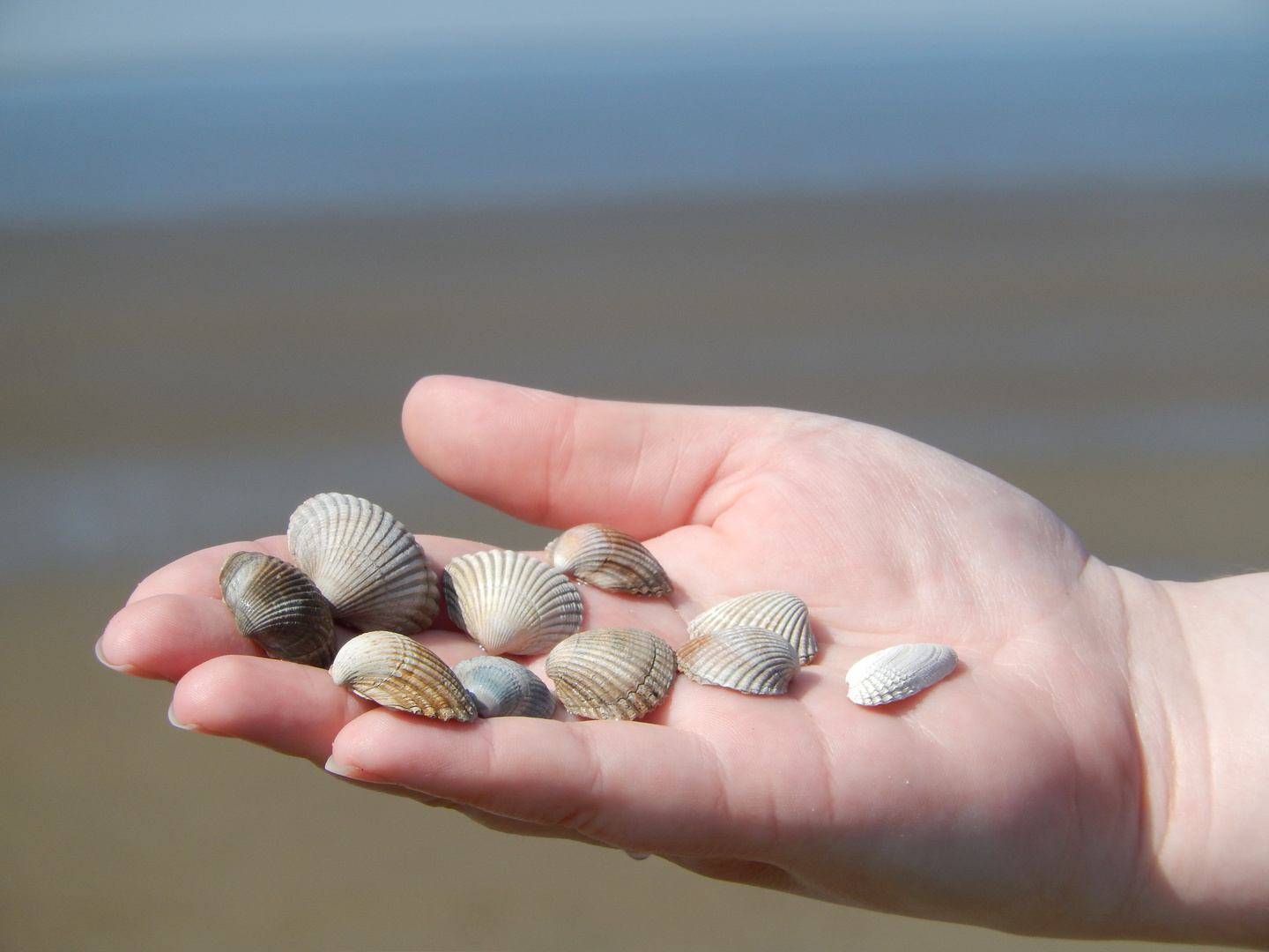 Die Muschelhand