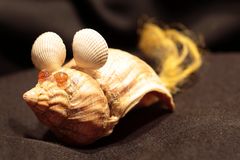 Die Muschelmaus