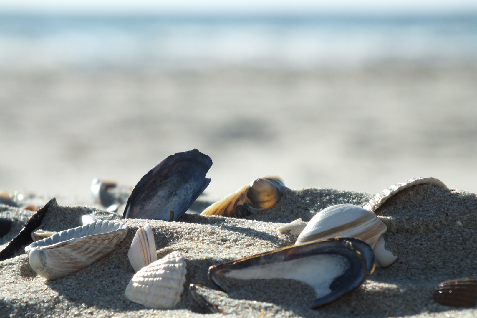 Die Muscheln und das Meer