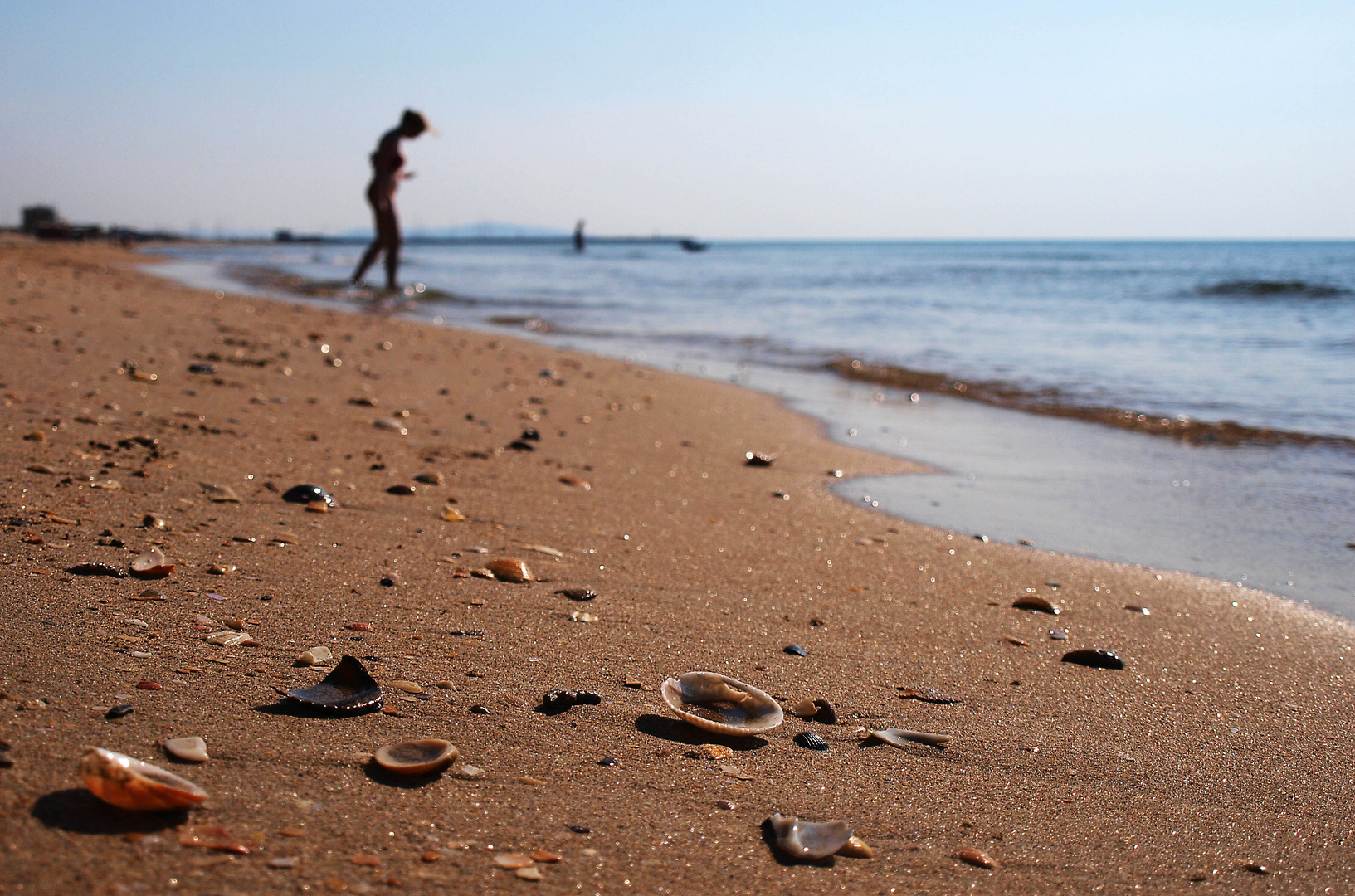 Die Muschelsucher