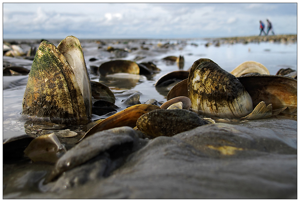 Die Muschelsucher...