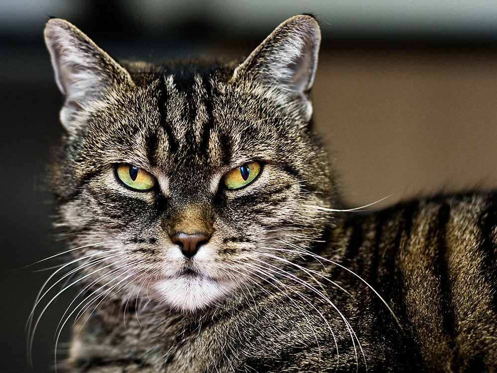 Die Muschi hat niemals Schuld! Foto & Bild | archiv Die Muschi hat niemals Schuld! Foto & Bild | archiv