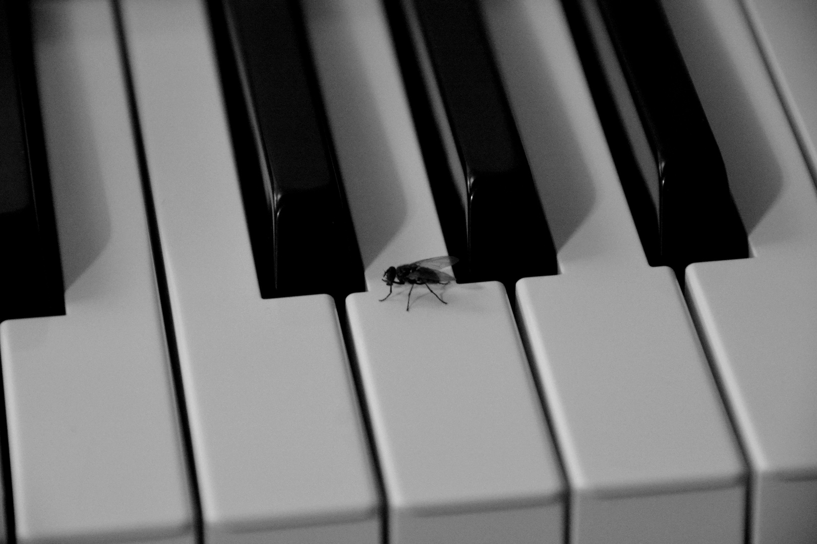 Die musikalische Fliege
