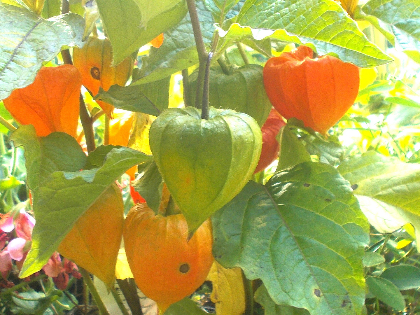 Die mußte auch noch aus dem Gartencenter mit !! Foto & Bild herbst