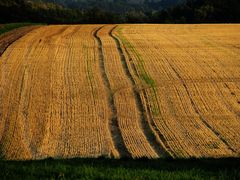 Die Muster wurden geschnitten Wülfrath-Düssel