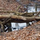 Die Mutter aller Brücken: ein Knüppelsteg - nix Fachwerk, Steinbogen oder Spann-Seile -