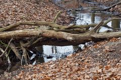 Die Mutter aller Brücken: ein Knüppelsteg - nix Fachwerk, Steinbogen oder Spann-Seile -