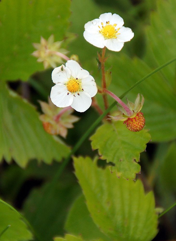 Die Mutter aller Erdbeeren …