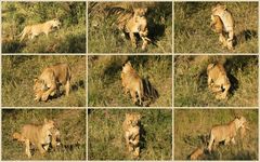 die Mutterliebe einer Löwin