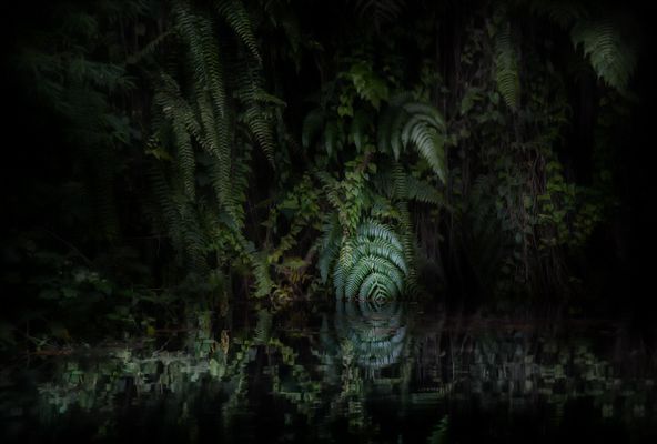  die mystische Welt der Farne ....