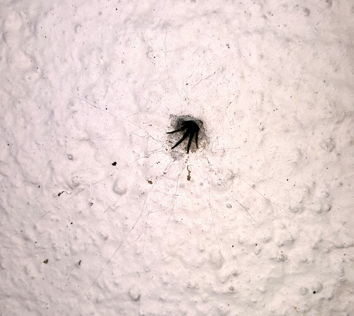 Die Nachbarin In Der Hauswand Das Loch In Der Wand Ist Ca 1cm Foto Bild Natur Insekten Tiere Bilder Auf Fotocommunity