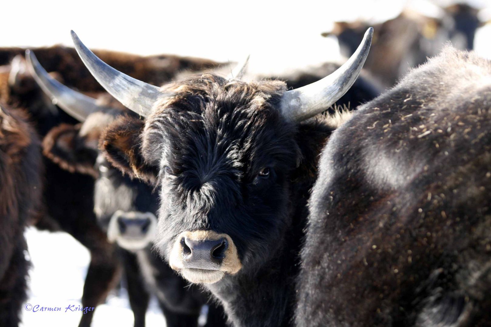 Die Nachbarn der Bisons