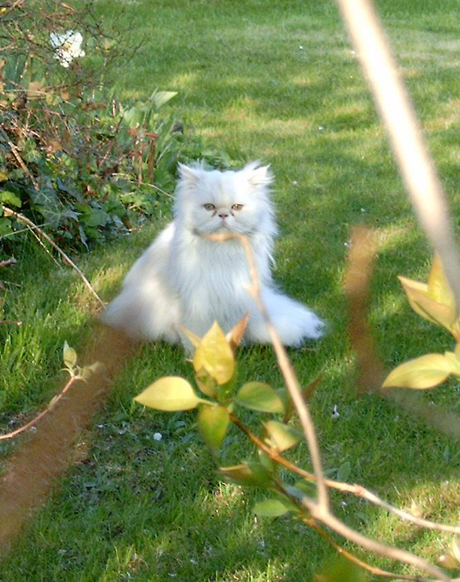 Die Nachbars- Katze im Garten