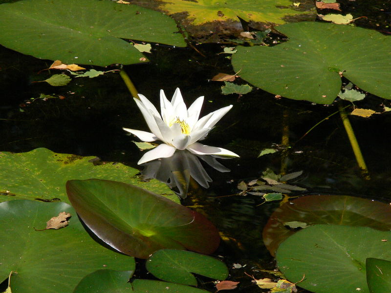 Die Nachbarseerose