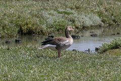 Die nachdenkliche Gans