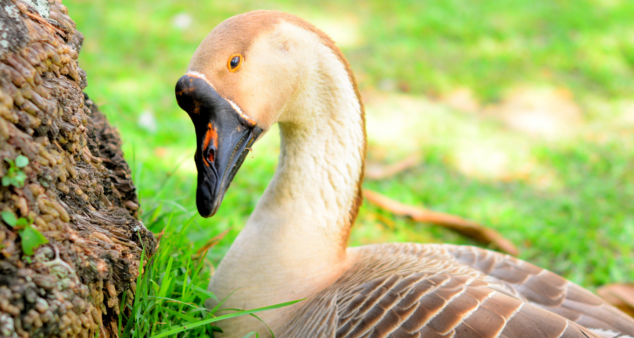 Die nachdenkliche Gans