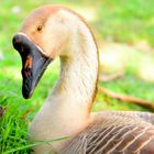 Die nachdenkliche Gans