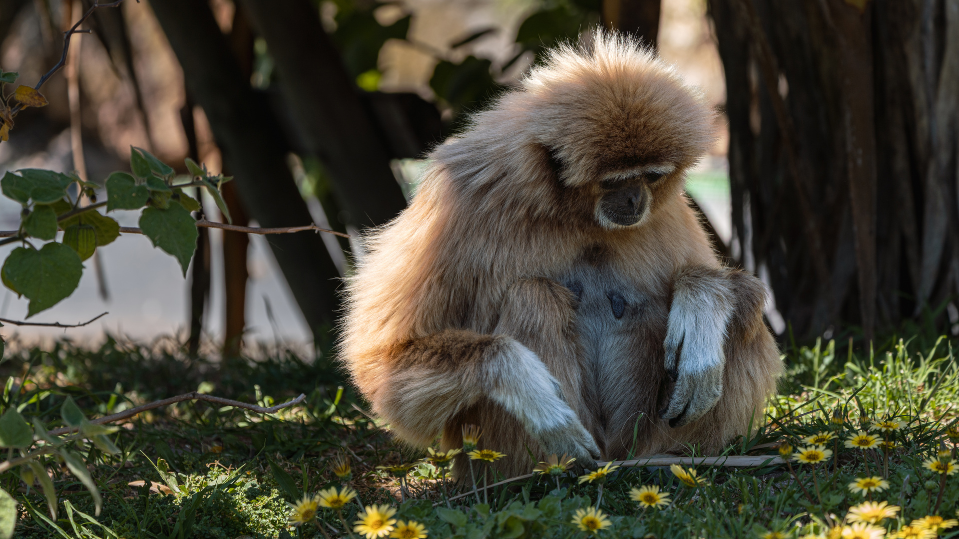 Die nachdenkliche Gibbon-Dame