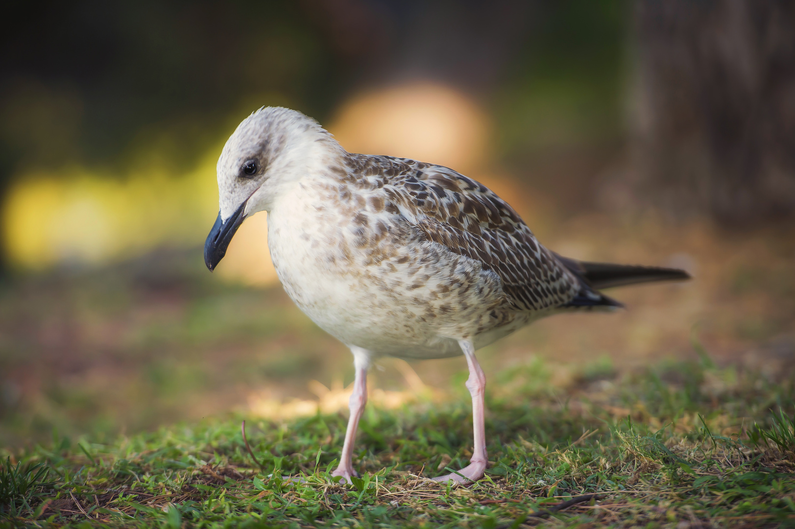 Die nachdenkliche Möwe