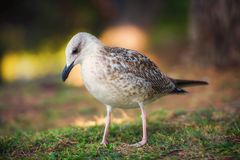 Die nachdenkliche Möwe