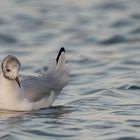 Die nachdenkliche Möwe