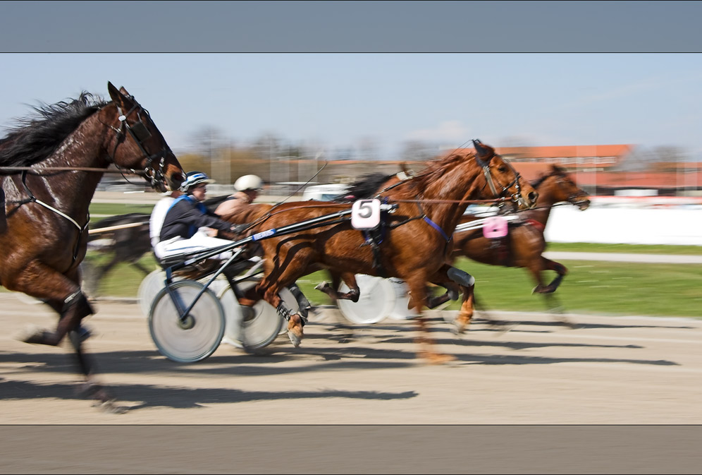 die Nachkommen des Pegasus