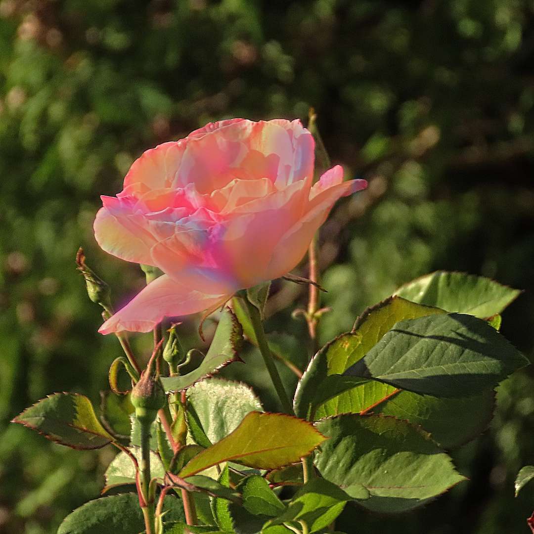 Die Nachmittagssonne scheint so schön auf diese Rose, Thementag