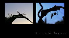 ~ die nacht beginnt ~