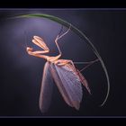 Die Nacht der Mantis