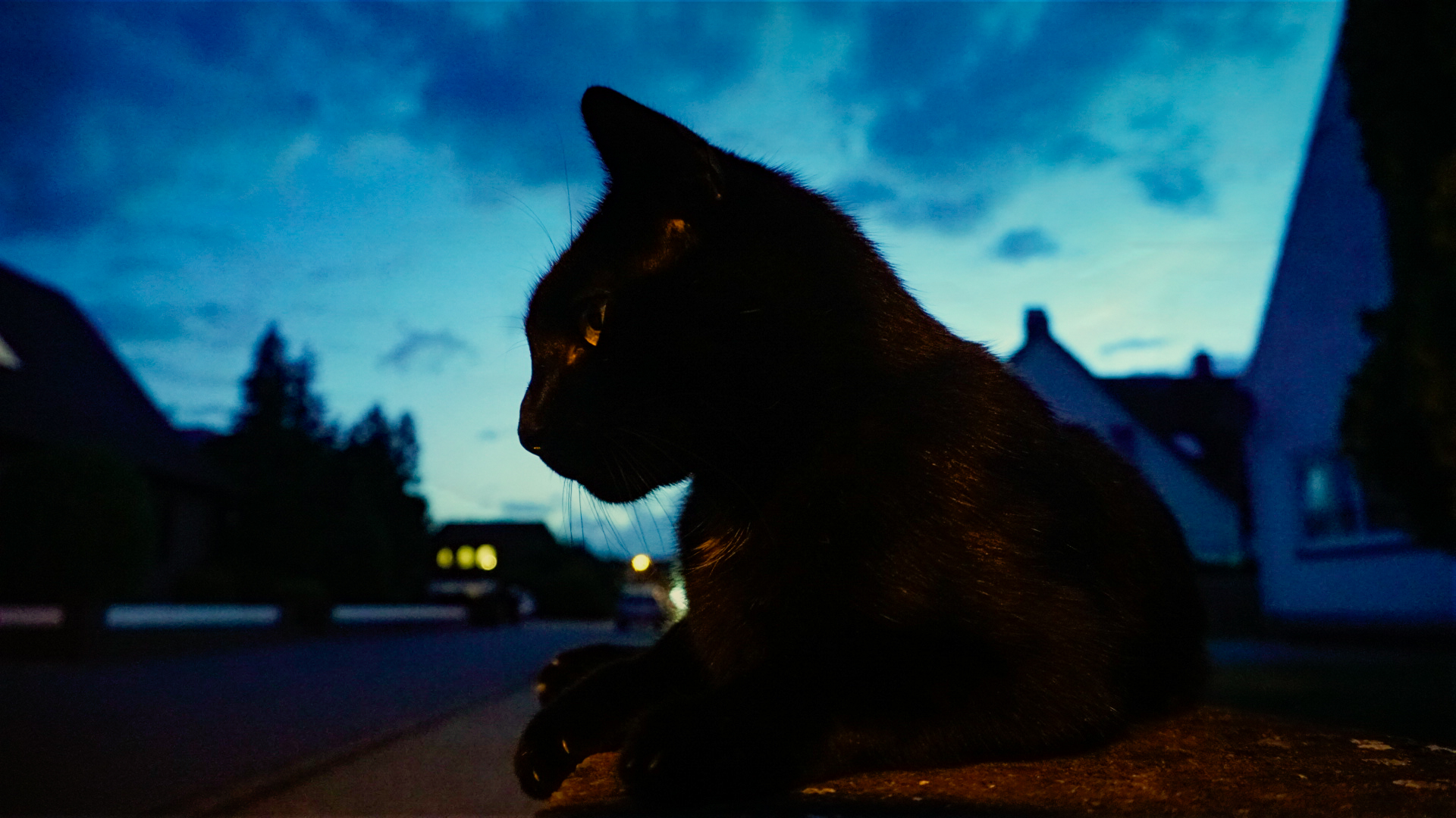 Die Nacht ist für die Katz