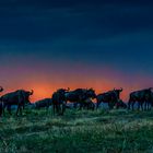 Die Nacht kommt über die Massai Mara 01, 2021.08.03