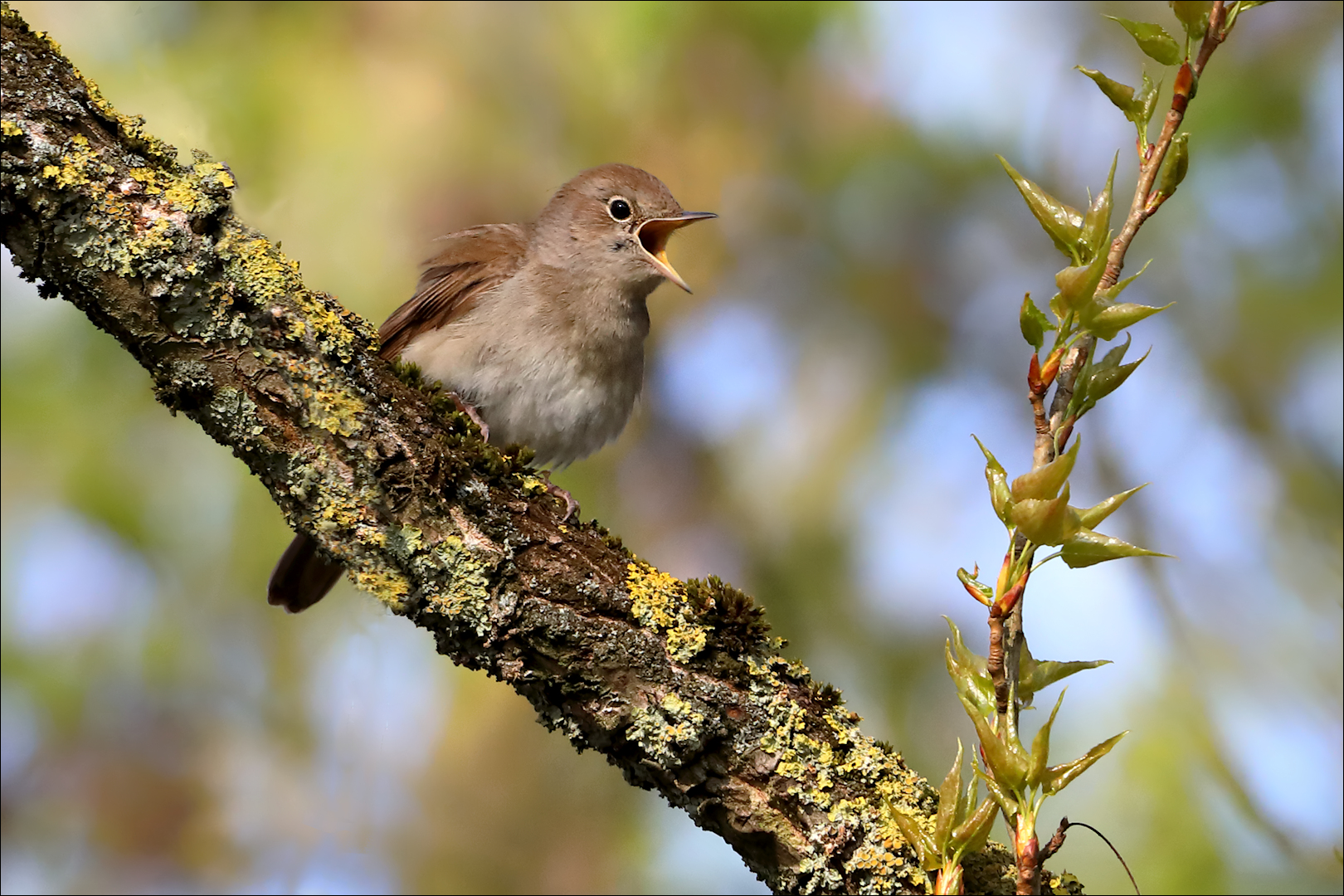 Die Nachtigall Foto & Bild natur,