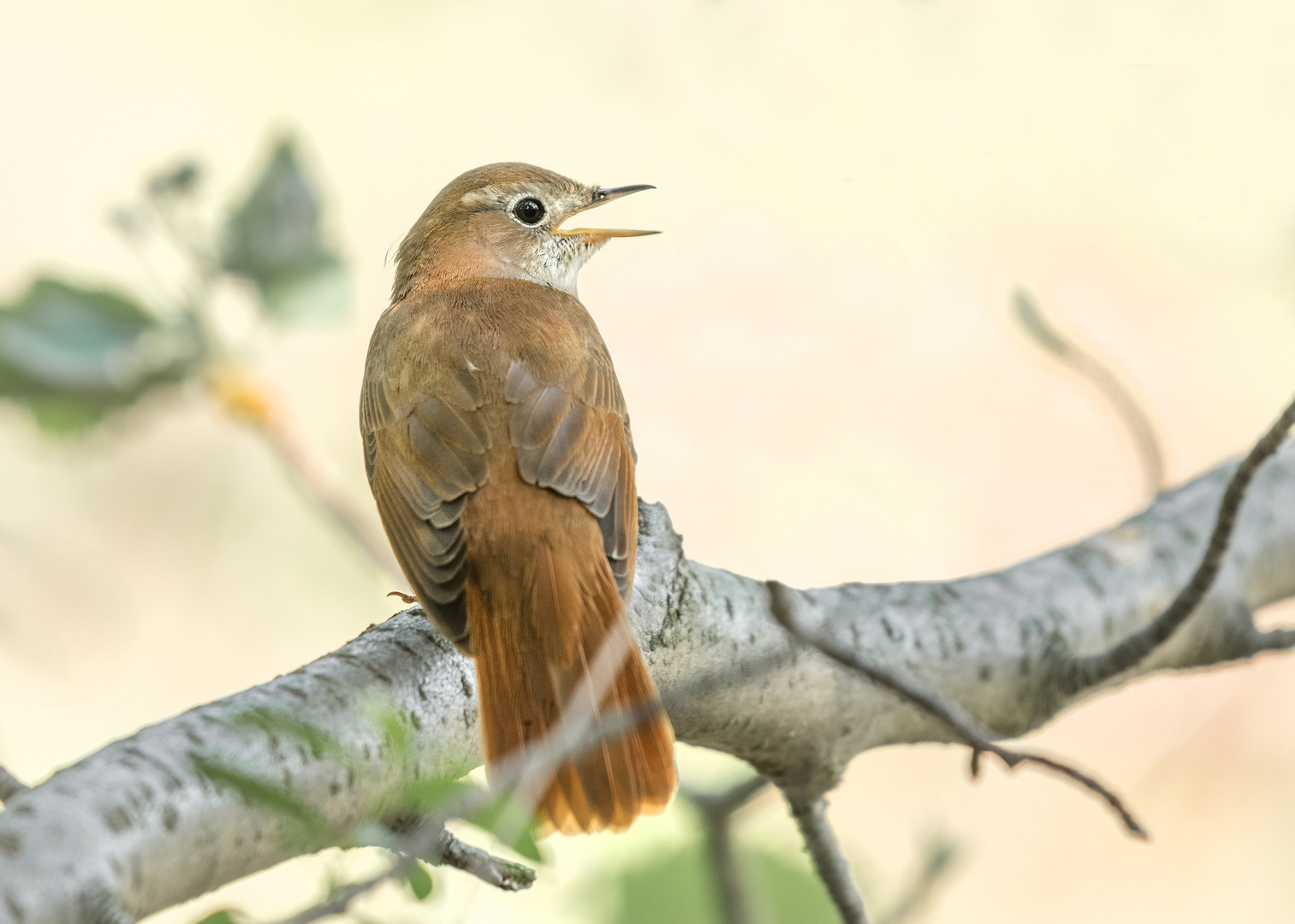 Die Nachtigall (Luscinia megarhynchos)