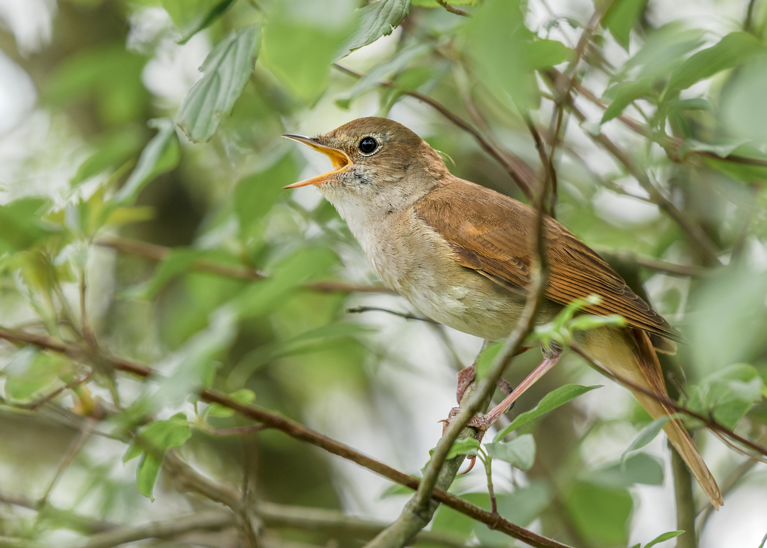 Die Nachtigall (Luscinia megarhynchos) 