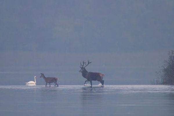 Die Nachzüglerin ( Rotwild -  Cervus elaphus)