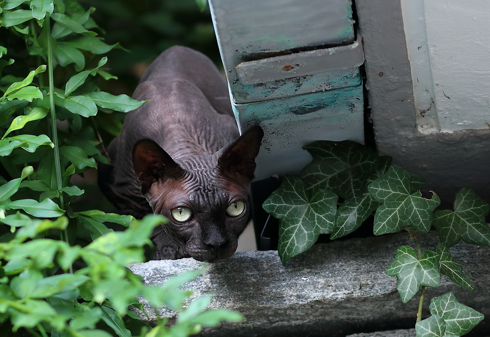 Die Nacktkatze des Nachbarn....