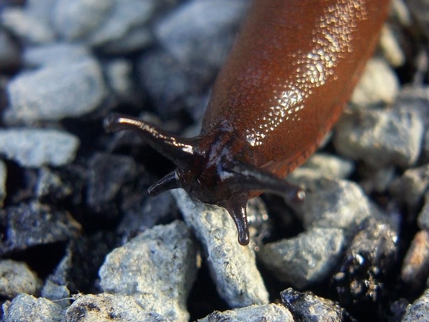 Die Nacktschnecke