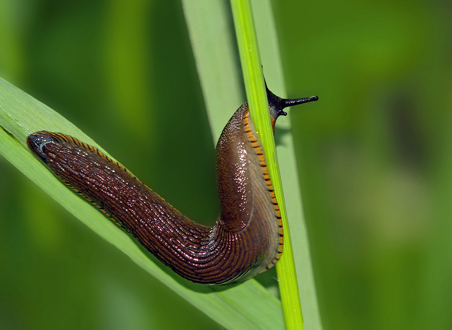 Die Nacktschnecke fühlt sich bei diesem Wetter wohl! - Le temps des limaces!