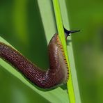 Die Nacktschnecke fühlt sich bei diesem Wetter wohl! - Le temps des limaces!