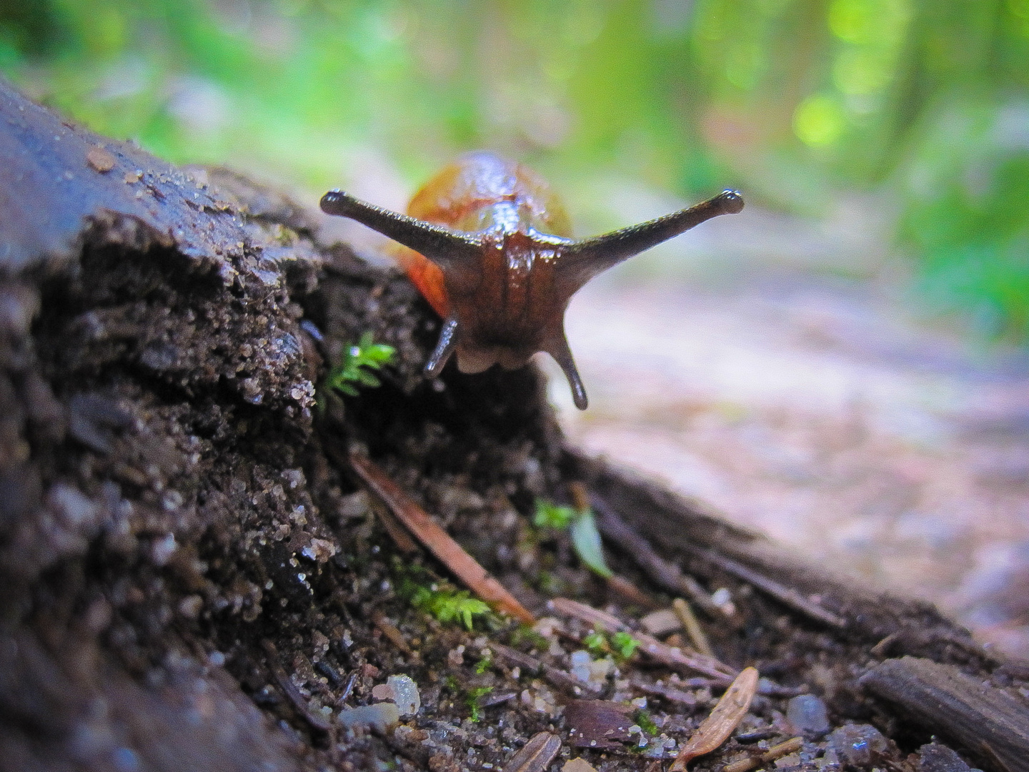 Die Nacktschnecke im Wald