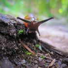 Die Nacktschnecke im Wald