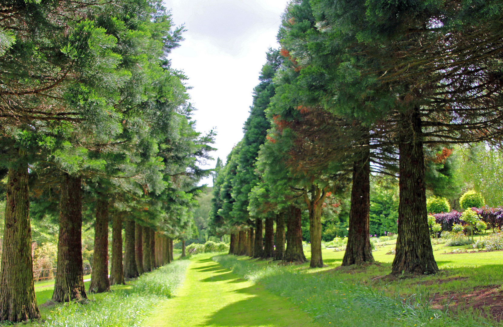 Die Nadelbaum - Allee