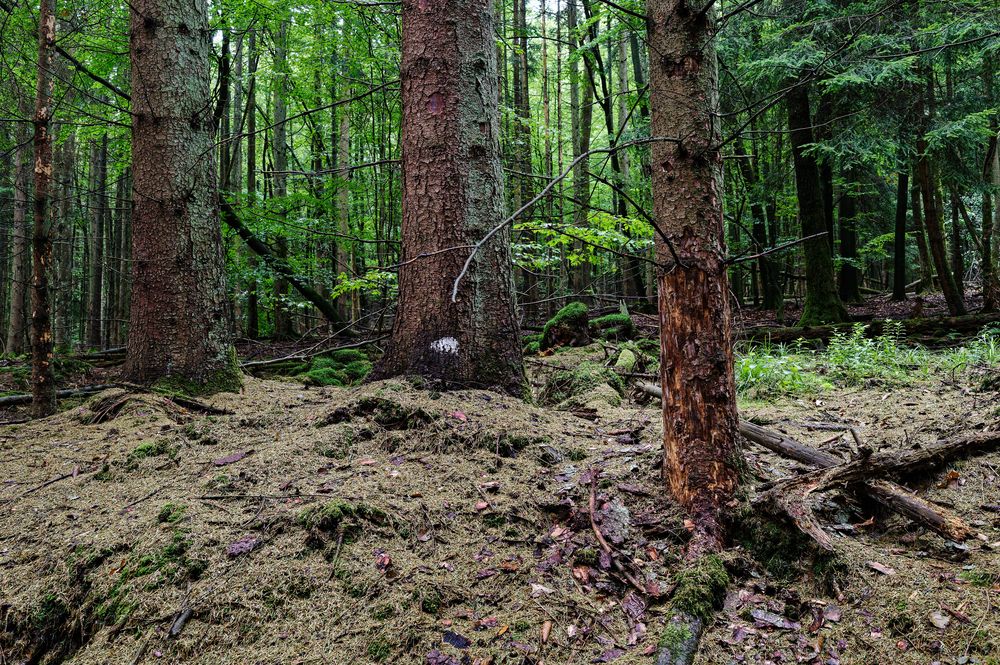 Die Nadeln fallen und künden vom Tod  (2)