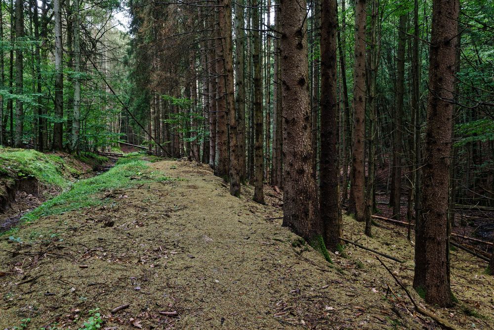 Die Nadeln fallen und künden vom Tod