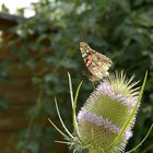 Die nächste Blüte fest im Blick.